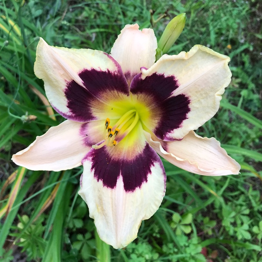 Meet your Posher, Shandi